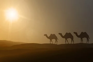 Photo sur Plexiglas Chameau Silhouettes de chameaux marchant