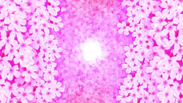 満開の桜 アニメーション 日本文化 ループ