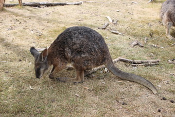  Wallaby eating
