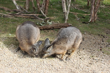 Two Wallaby's eating