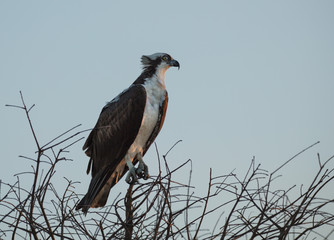 osprey side profile at sunset