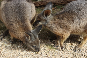Fototapeta premium Two Wallaby's eating