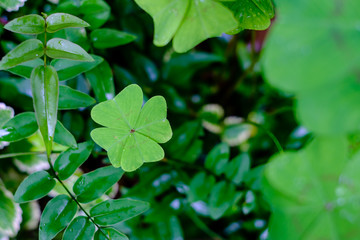 Fototapeta na wymiar four leaf clover in the garden surrounded by other leaves, blurred
