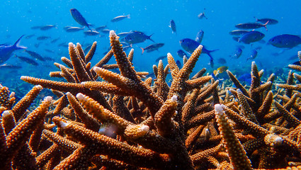 Fototapeta na wymiar Coral reef and tropical fish underwater