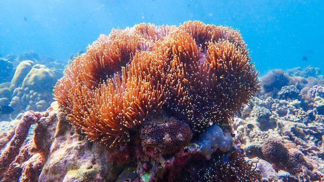 Fototapeta Beautiful coral reef and tropical fish underwater
