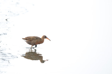 Endangered clapper rail crossing ocean pool