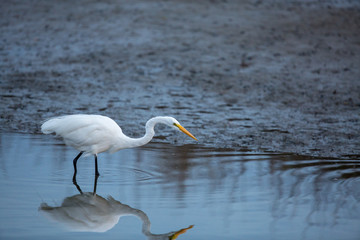 Great Egret fishing
