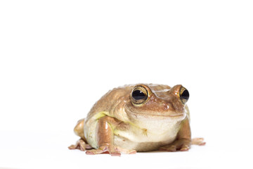 Female Cuban tree frog on white, side glance