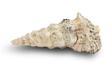 Seashell isolated on a white background.