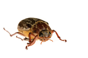 June bug on white