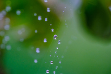 Naklejka premium spiderweb full of water dropplets after rain, blurred green leafy background