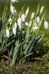 Obraz premium small bunch of snow drop flowers under the sun on grassy ground
