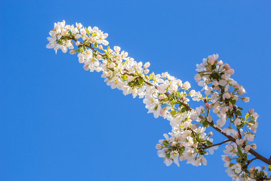Apple tree branch with white flowers