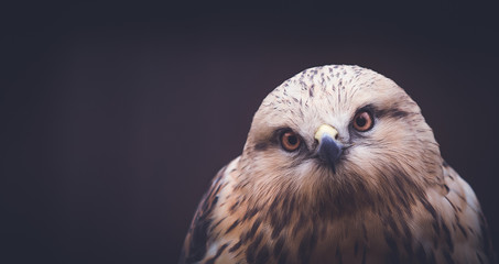 Obraz premium hawk