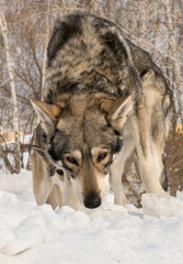 Beautiful male and female of Saarloos wolfhound in winter park