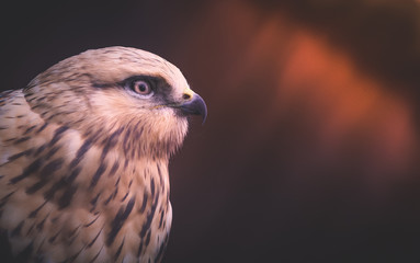 Naklejka premium hawk