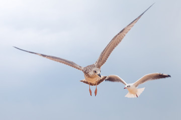 Fototapeta premium Two big gulls in blue sky looking around and flying up