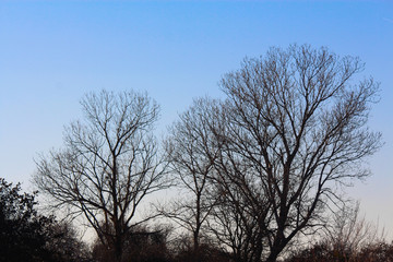 Fototapeta na wymiar Dark tree line with Cottonwood trees against a winter evening sky