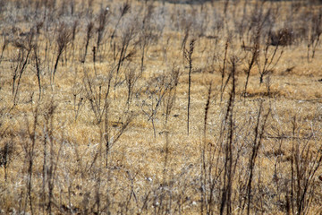 Field with tall dark stalks in winter