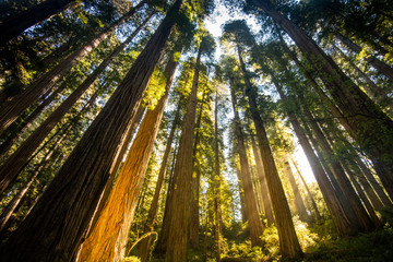 Dwarfed by Redwoods