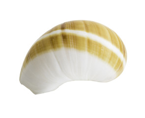 Close up Marine sea shell isolated