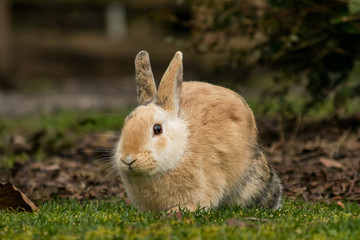 brown rabbit eating grasses in the park