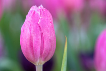 Pink tulips in the garden