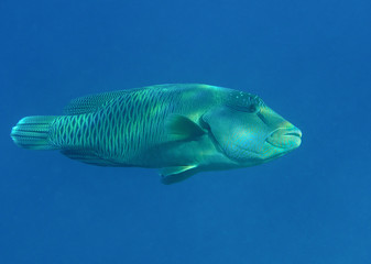 Napoleonfisch (Cheilinus undulatus) swimming under water surface of Bali, Indonesia