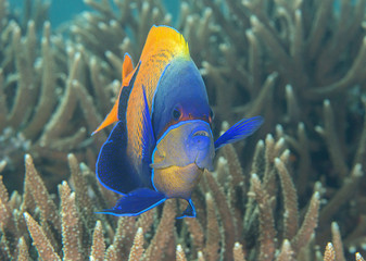 Fototapeta na wymiar Blueface or yellowface angelfish ( Pomacanthus xanthometopon ) swimming over corals of Bali, Indonesia