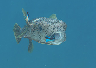 Porcupine pufferfish  (diodon hystrix) being cleaned by cleaner fish (labroides dimidiatus) at...