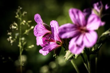 Fototapeta premium Flowers