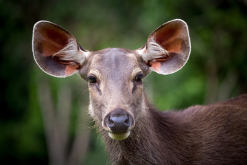  face of Asian deer female.