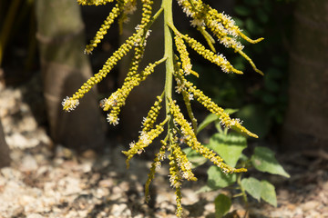 Green palm tree seed and flower