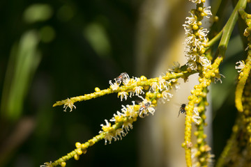 Green palm tree seed and flower