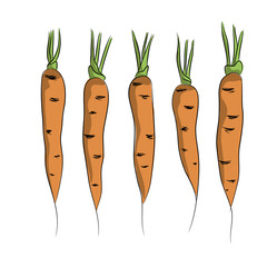 vector color orange carrot root vegetable with green leaves set on white