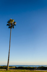 California high palms on the beach, blue sky background - 193077258