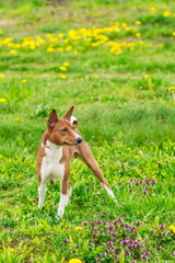 Handsome young Basenji dog