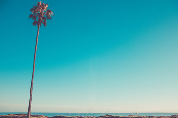 Naklejka premium California wysokie palmy na plaży, tło błękitnego nieba