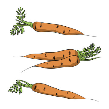 vector color orange carrot root vegetable with green leaves set on white