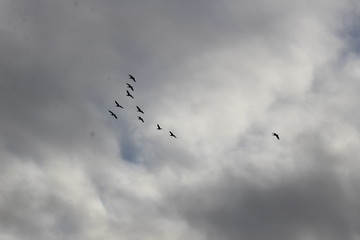 Wildenten an der Nordsee