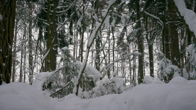 winter forest, trees in the snow, light snow falls