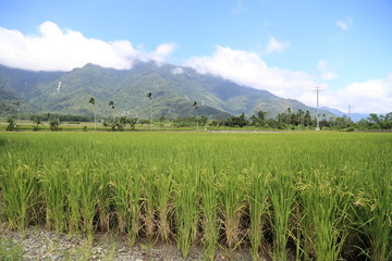 The beauty of the farmland in Guan Shan, Taitung Taiwan