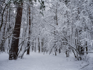 Very a handsome winter wood.