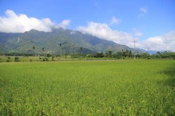 Fototapeta premium The beauty of the farmland in Guan Shan, Taitung Taiwan