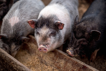 Small pigs eat from a wooden trough