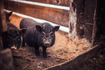 Small Vietnamese pigs on the farm
