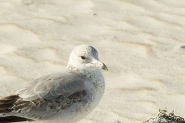 The seagull on the beach