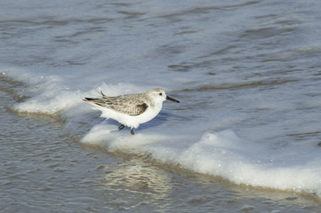 The little grey bird in the foam of a wave
