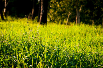 Beautiful meadow field with wild flowers. Spring Wildflowers closeup. Health care concept. Rural field. Alternative medicine. Environment