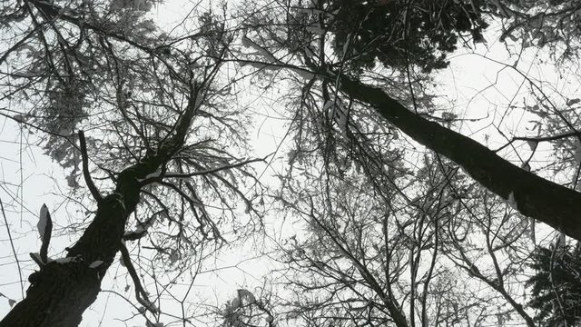 winter forest, trees in the snow, light snow falls